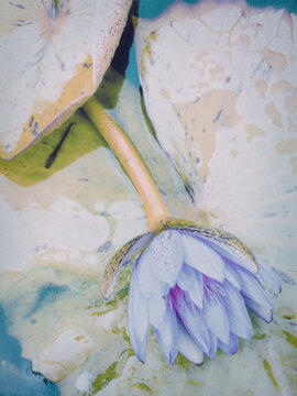 water lily flower