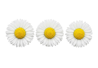Three delicate Bellis perennis daisy flowers with transparent petals, vibrant yellow centers, and glistening dew drops, arranged in a linear row on a transparent background, high-angle macro studio