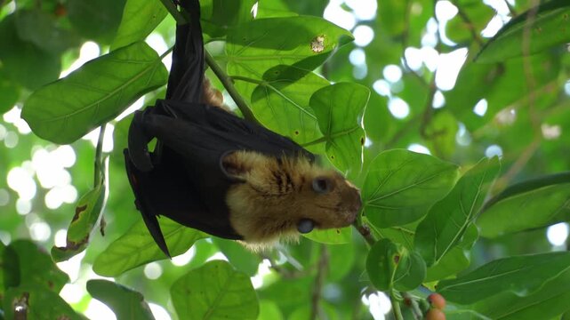 Close-up shot of a large fruit bat or flying fox hanging upside down and eating