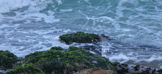 Sea Rocks, Sea Weeds, and Sea Shells on the Alexandria Seashore with Waves, A natural coastal scene from the Alexandria seashore featuring sea rocks, sea weeds, and scattered sea shells