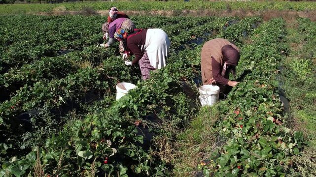 Aerial Drone View of Traditional-Dressed Female Farm Workers Harvesting Organic Soil-Grown Strawberries in Balıkesir Kaz Mountains