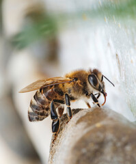 A honeybee perches elegantly on a rock. The sun warms its wings as it rests. The bee is near colorful blooms in an outdoor Meadow setting