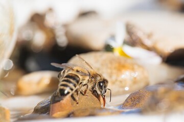 A striking honeybee is captured mid-drink, its proboscis extended into the water nestled among...