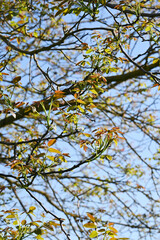 Echte Walnuß, Juglans regia