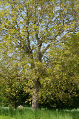 Echte Walnuß, Juglans regia