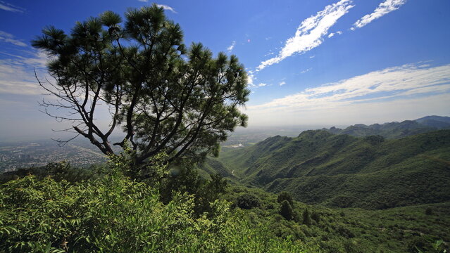 View of a lush green mountainside with a single tree standing tall against the backdrop of a bright blue sky with fluffy white clouds, Islamabad, Islamabad Capital Territory, Pakistan.