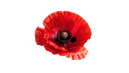 Red Poppy Flower Blossom On Transparent  Background Close-Up Studio Shot For Floral Designs And Springtime Themes Botanical Illustrations