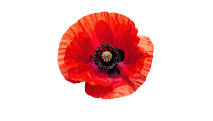 Vibrant Red Poppy Flower Isolated On Transparent  Background Close Up Studio Shot For Floral Designs And Springtime Celebrations