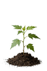 Small Green Plant Seedling Growing in Soil