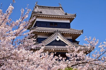 青空に映える桜と国宝 松本城