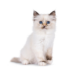Obraz premium Cute tortie Sacred Birman cat kitten, sitting up facing camera with one paw lifted. Looking straight to camera with breed specific blue eyes. Isolated on a white background.