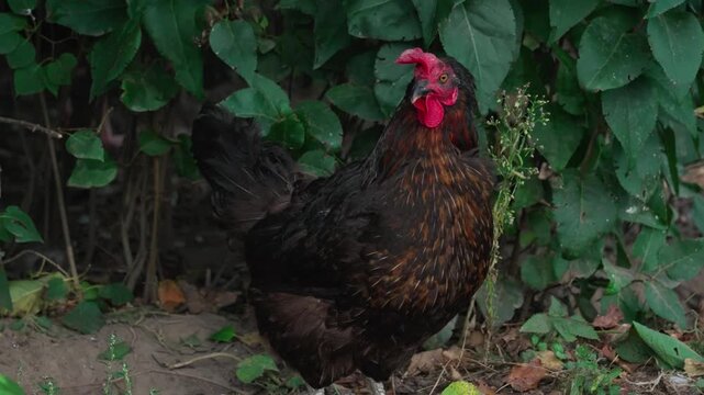 A black-brown Marans chicken in close-up looks into the camera while searching for food on the ground. A natural rural scene with soft daylight.