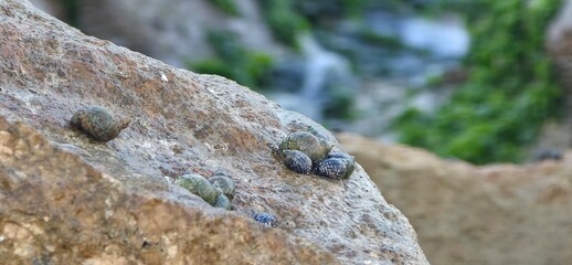 Sea Rocks, Sea Weeds, and Sea Shells on the Alexandria Seashore with Waves, A natural coastal scene from the Alexandria seashore featuring sea rocks, sea weeds, and scattered sea shells