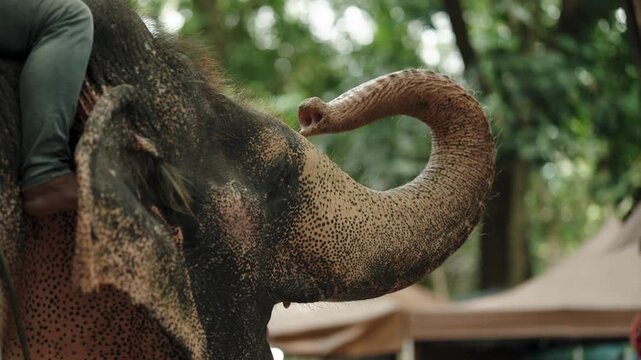 An elephant lifting its trunk toward its head
