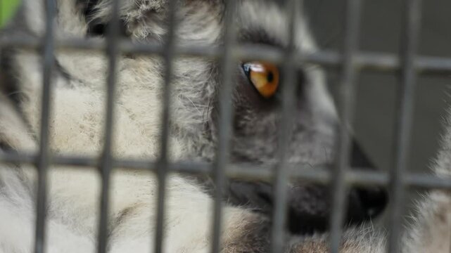 Close-up of lemure's eyes in an animal shelter 