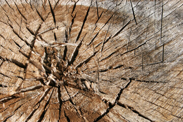 Wood texture of cracked tree stump