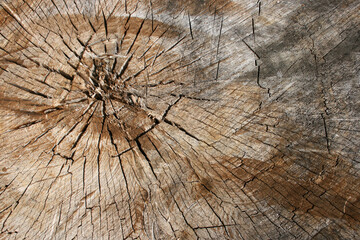 Wood texture of cracked tree stump