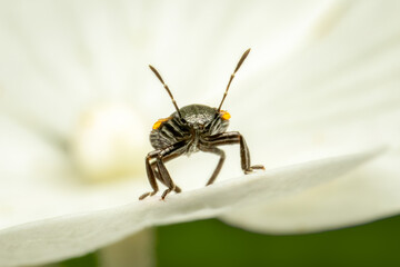 Tiny green stink bug nympg standing at the edge on a white flower facing camera with copy space