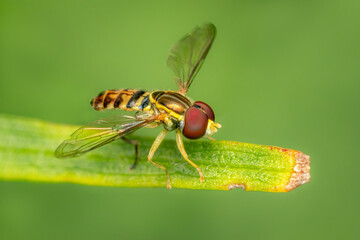 Small hoverfly resting on a blade of grass with blurred green background
