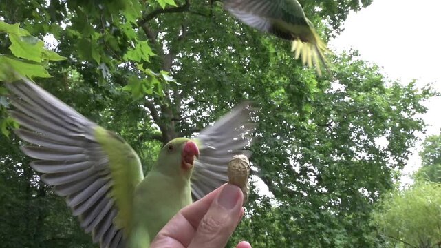 Ring-Necked Parakeet (Psittacula krameri) flying in and taking a peanut from the photographer's hand before flying off. London, UK. Slow motion x5