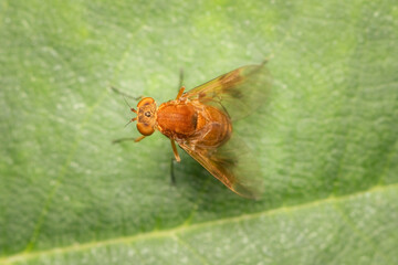Top view on a Quadrate Snipe Fly standing on a green leaf on a summer afternoon