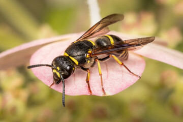 Potter wasp resting on top of a white hydrangea flower on a summer afternoon with blurred background