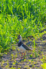 Kiebitz, Vanellus vanellus