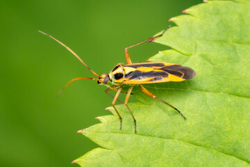 Colorful miridae insect standing at the edge of a green leaf with copy space