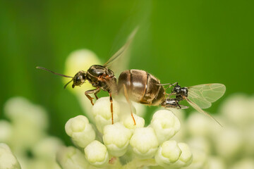 Couple of ant mating while female flaps its wings and its just about to fly away under a green blurred background