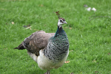 Blauer Pfau, Pavo cristatus