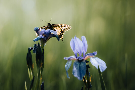 View of a delicate butterfly perched on vibrant blue iris blooms amidst a sea of green, Hundwil, Appenzell Ausserrhoden, Switzerland.