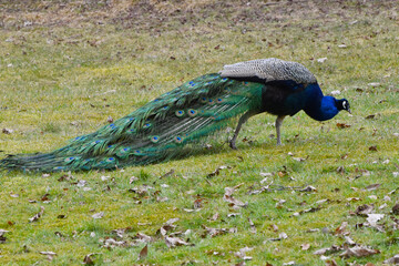 Obraz premium Blauer Pfau, Pavo cristatus