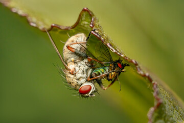 Common tiger fly consuming its prey while hanging under a leaf on a summer afternoon with blurred green background