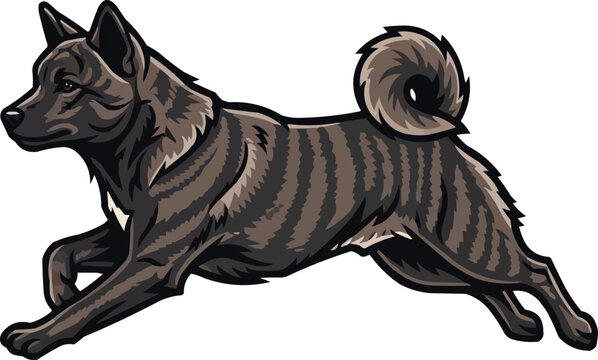 Kai Ken dog running jumping athletic motion pose