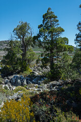 Athrotaxis cupressoides, an ancient Pencil Pine tree growing in the rocky alpine terrain of Tasmania, strong visual for environmental research and science media.