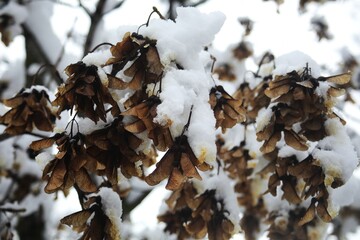 Snowy bush.