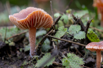 Wild mushroom growing on forest floor