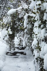 Snowy tree branches.
