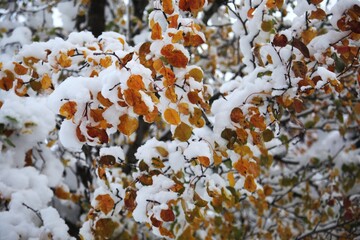 Snowy leaves.