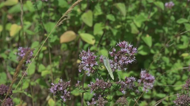 Large White butterfly (Pieris brassicae) male feeding on Wild Marjoram flowers (Origanum vulgare) and flying off. July, Kent, UK. Slow motion x10