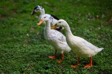 White geese in the park