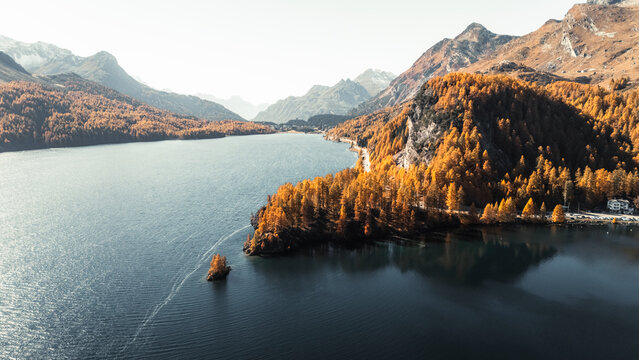 View of a serene lake mirroring the golden hues of autumn trees that cascade down to the water's edge, framed by rugged mountains, Sils im Engadin/Segl, Grisons, Switzerland.