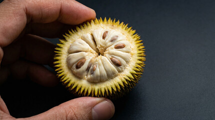 Close up of a person holding a halved Marang fruit showing its white flesh and seeds