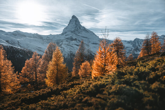 View of the iconic Matterhorn, a snow-dusted peak, rises over the autumnal trees ablaze with golden hues, casting long shadows across the landscape, Zermatt, Valais, Switzerland.