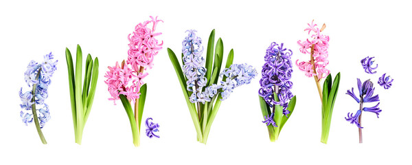 Hyacinth flowers with stem and leaves in pink, purple and blue colors. Flat lay photography isolated.PNG without shadow. Spring floral collection banner. Seasonal concept.