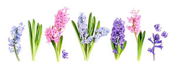 Hyacinth flowers with stem and leaves in pink, purple and blue colors. Flat lay photography isolated.PNG without shadow. Spring floral collection banner. Seasonal concept.
