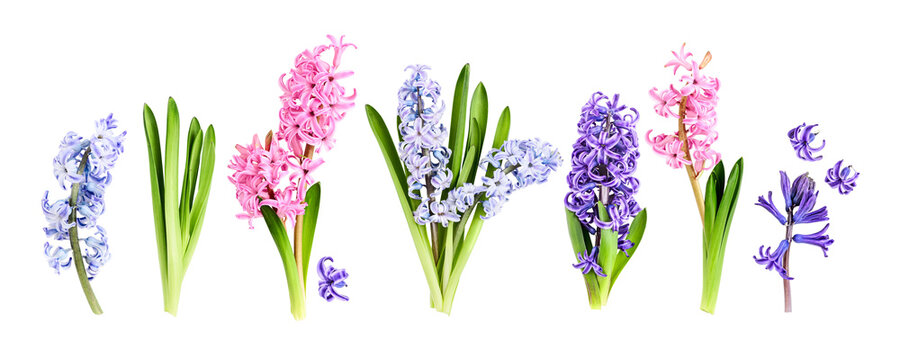 Hyacinth flowers with stem and leaves in pink, purple and blue colors. Flat lay photography isolated.PNG without shadow. Spring floral collection banner. Seasonal concept.