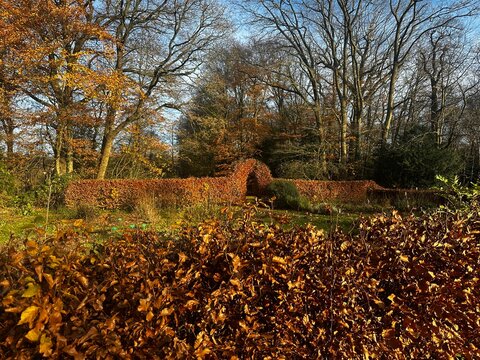 Natural European beech (Fagus sylvatica) arch at Gardens of Kraaybeekerhof, Driebergen &ndash; biodynamic CSA garden in the Netherlands