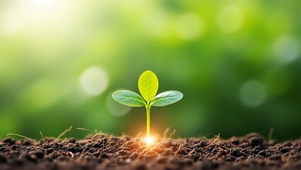 A small green seedling grows in the soil with sunlight shining through its leaves in a natural outdoor setting with blurry background