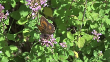 Gatekeeper Butterfly (Pyronia tithonus) male opening and closing its wings while feeding on Wild Marjoram flowers (Origanum vulgare). July, Kent, UK. Slow motion x10
